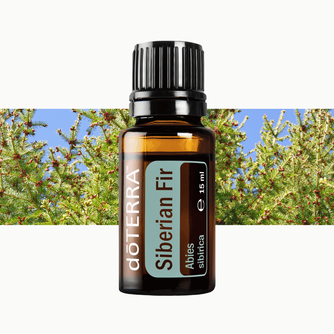 Siberian Fir - Stress abbauen und Innere Ruhe finden