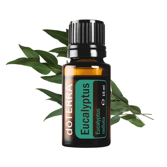 Eukalyptusöl - natürliche Atemwege Befreiung - 15ml