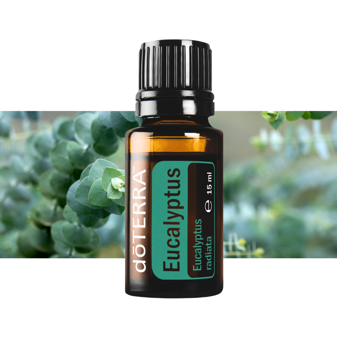 Eukalyptusöl - natürliche Atemwege Befreiung - 15ml